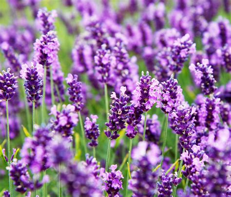 picture of lavender flower